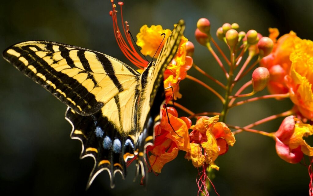 Vibrant Butterfly Wallpaper on Orange Flower Amid Lush Greenery