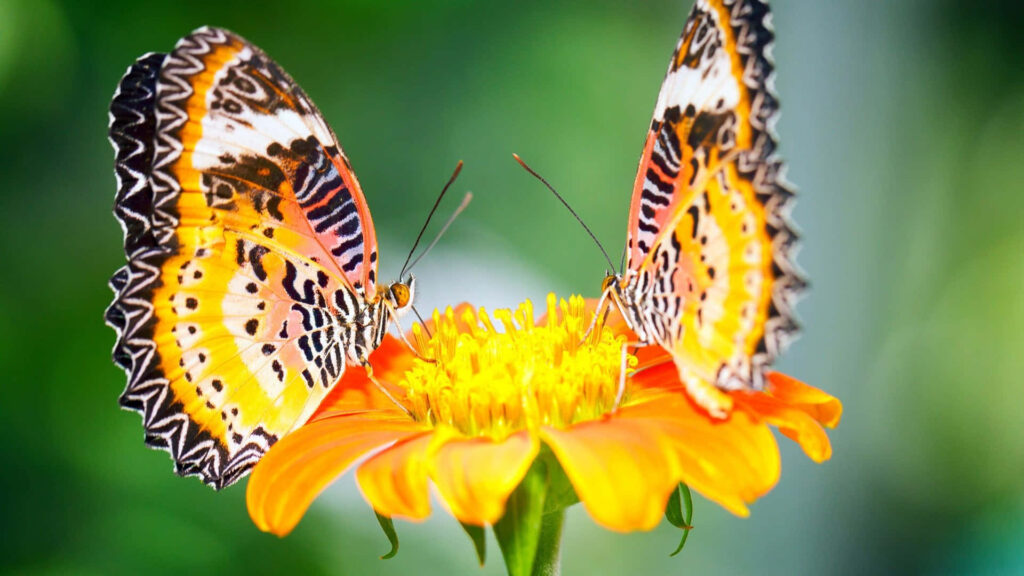 Vibrant Butterfly Wallpaper: Cheerful Scene with Orange Flower