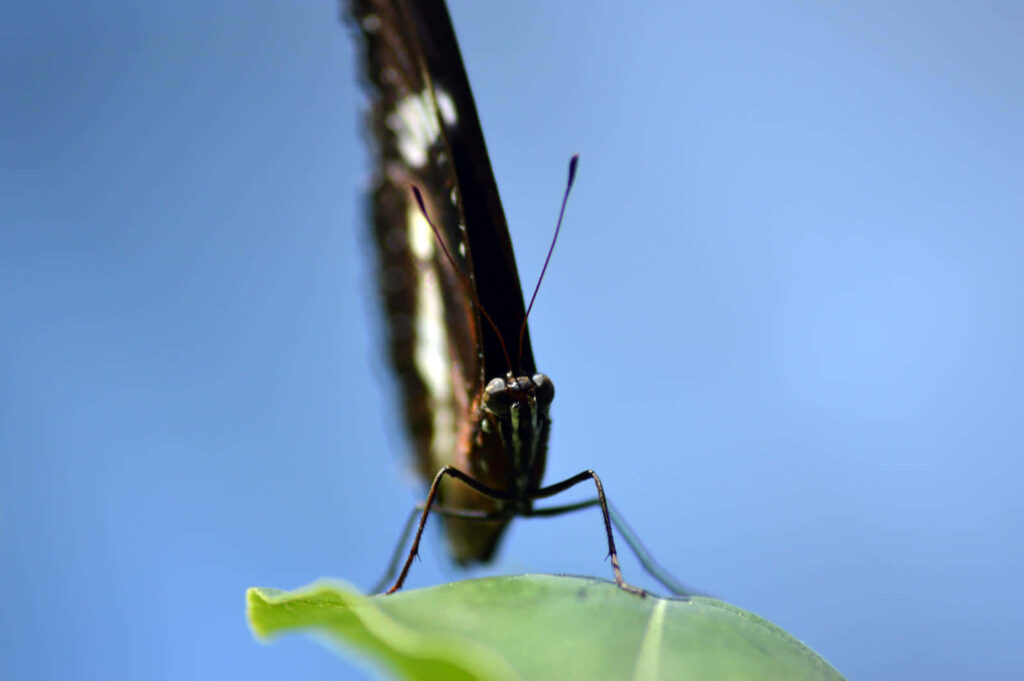 Vibrant Butterfly Close-Up Wallpaper on Green Leaf & Blue Background