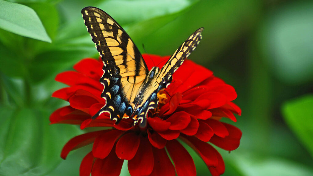 Vibrant Butterfly Wallpaper: Intricate Patterns on Red Flower