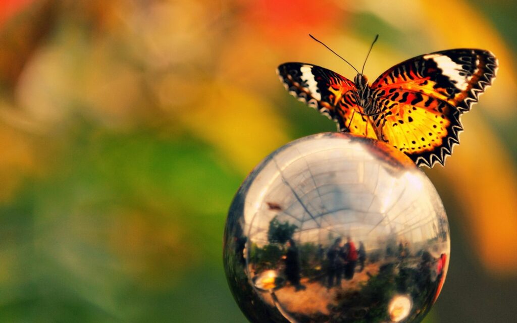 Vibrant Butterfly Wallpaper: Intricate Wings on Reflective Metal Ball