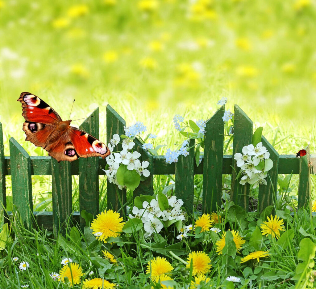 Vibrant Butterfly Wallpaper: Rustic Green Fence & Blooms