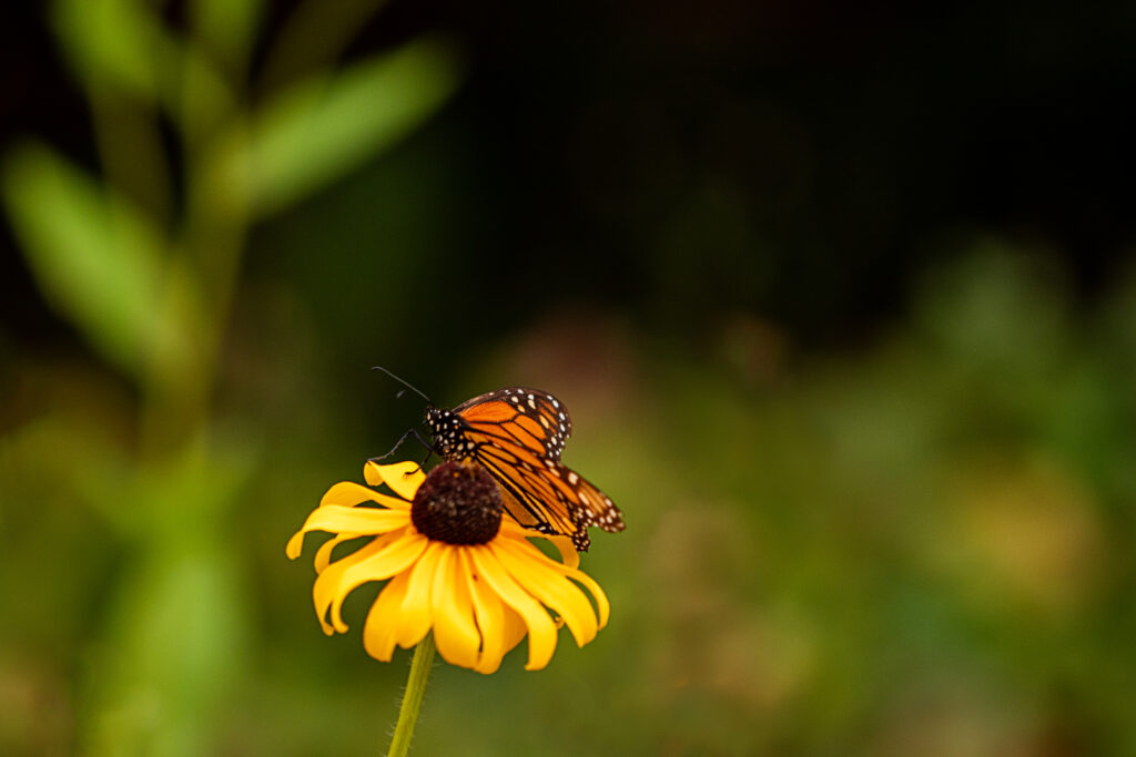 Stunning Macro Wallpaper: Butterfly on Bright Yellow Flower