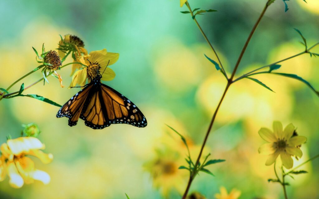 Vibrant Butterfly Wallpaper: Yellow Flower & Blooming Flora Background