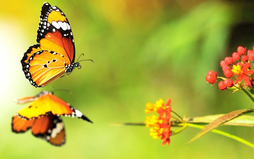 Vibrant Butterfly Wallpaper: Colorful Flowers on Green Background