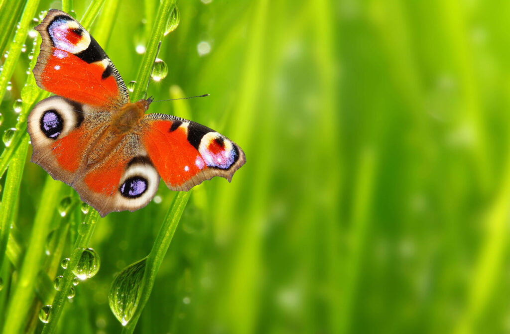 Vibrant Butterfly Wallpaper: Colorful Patterns & Lush Greenery