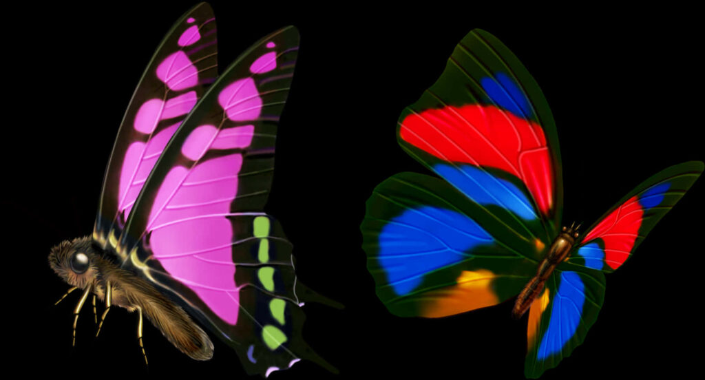 Vibrant Butterfly Wallpaper: Colorful Patterns on Transparent Background