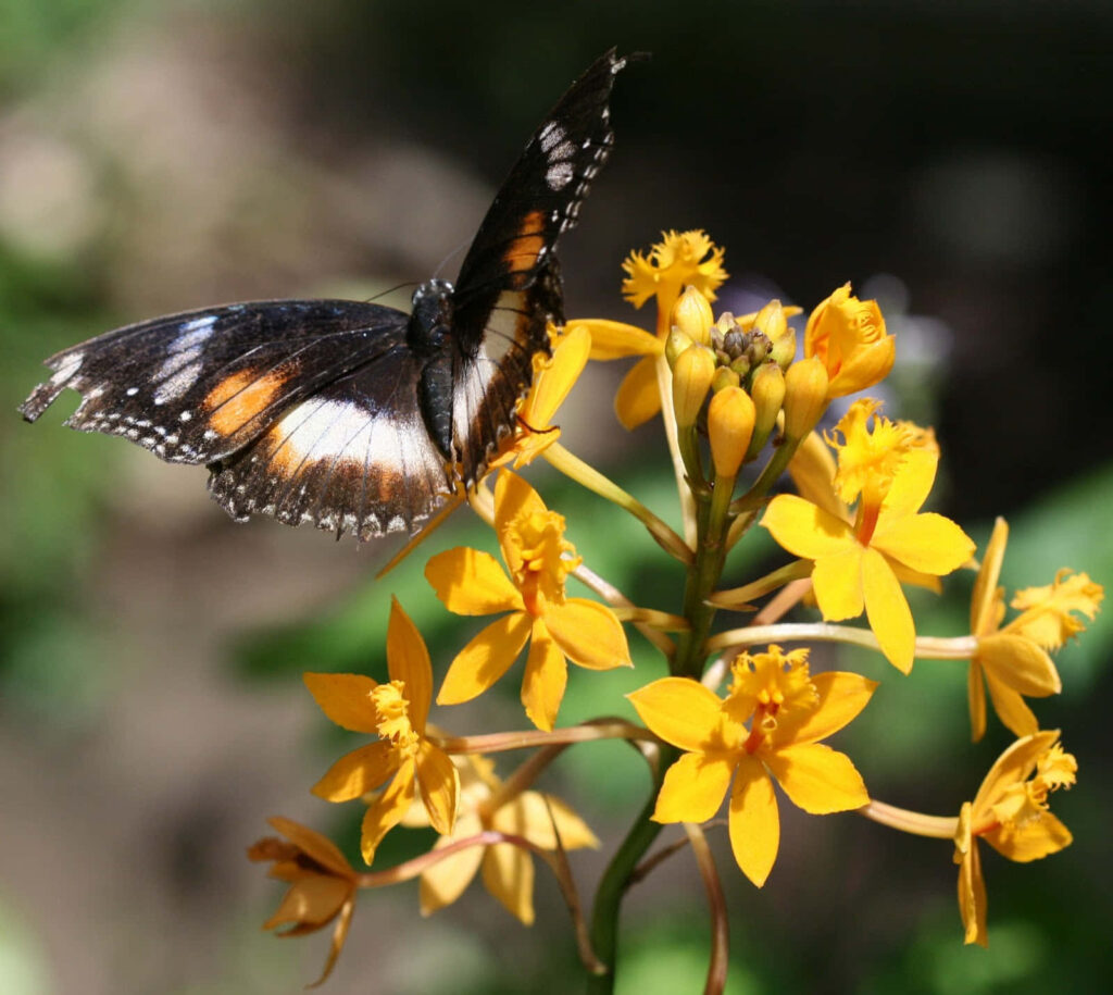 Vibrant Butterfly on Yellow Flowers - Serene Zoo Wallpaper Background