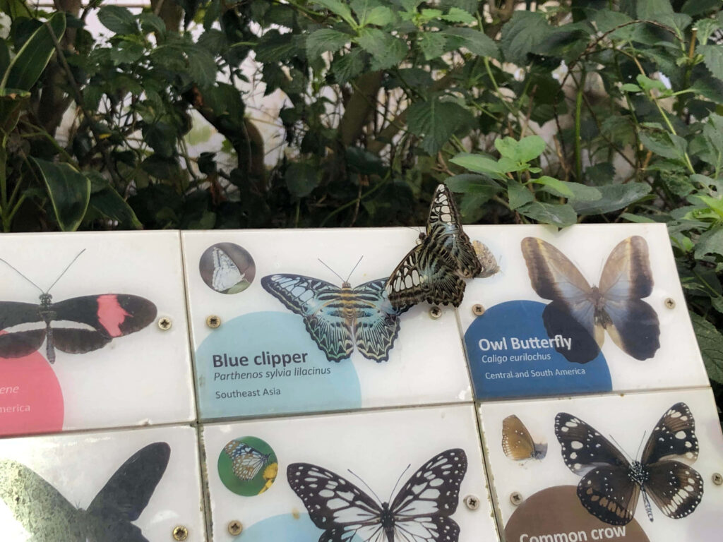 Vibrant Butterfly Zoo Wallpaper: Blue Clipper & Owl Butterfly