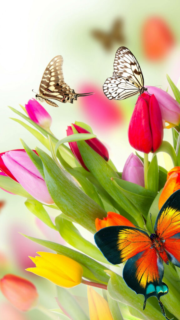 Colorful Butterflies on Tulips: Vibrant Nature Wallpaper Background