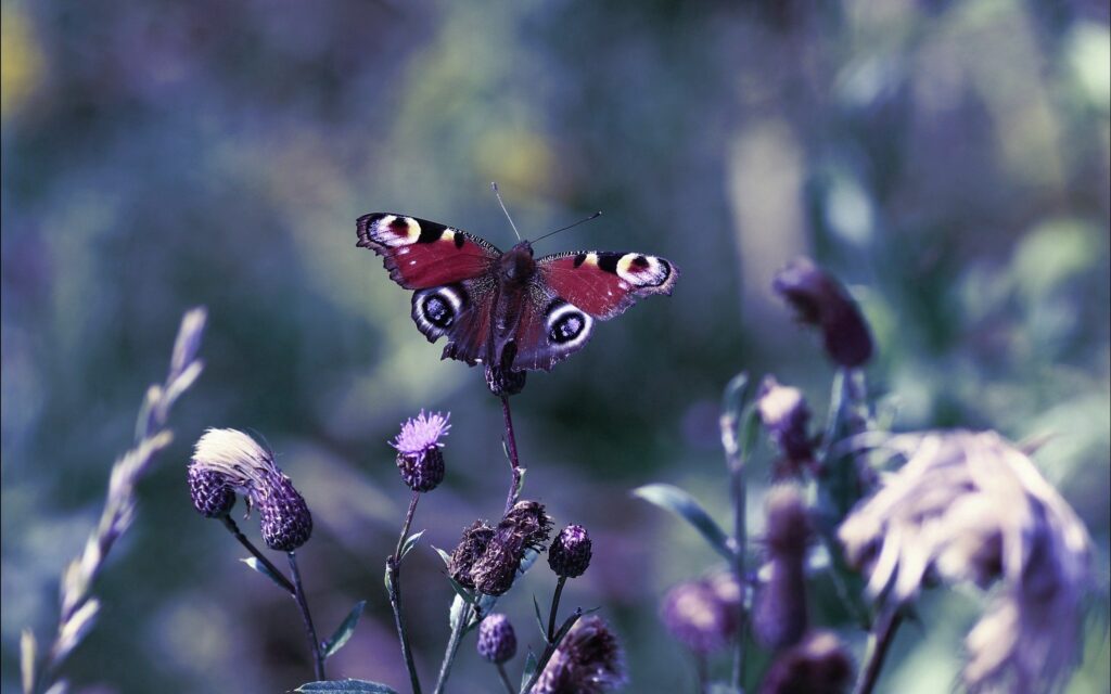 Vibrant Butterfly on Blooming Flower - Nature Wallpaper Background