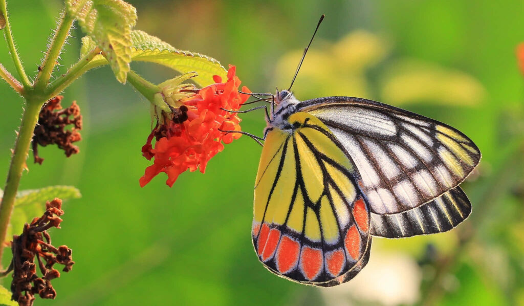 Vibrant Butterfly on Blooming Flower - Colorful Nature Wallpaper
