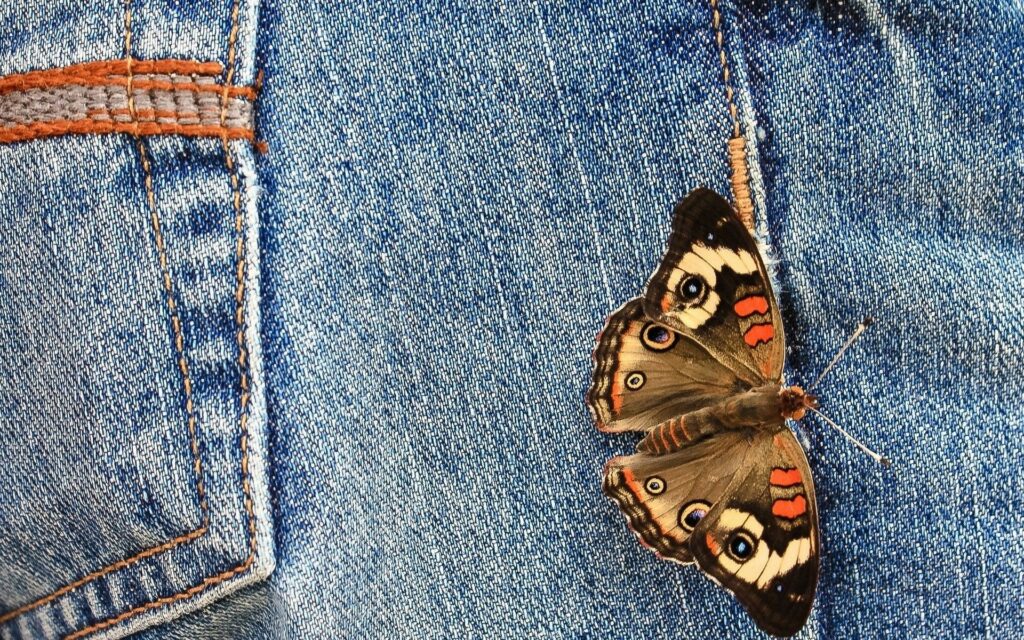 Vibrant Butterfly on Blue Denim: Striking Wallpaper Background