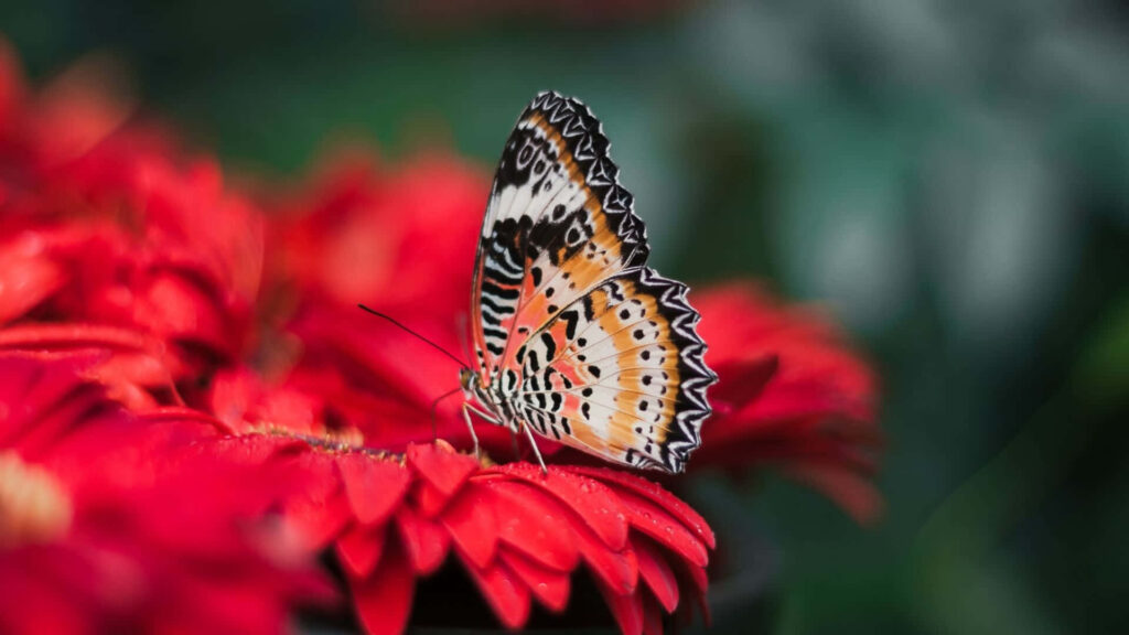 Vibrant Butterfly on Red Petals: Stunning Wallpaper Background