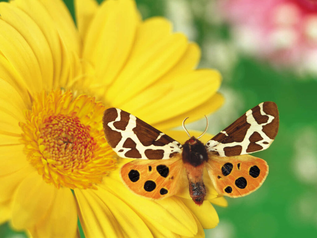 Vibrant Butterfly on Yellow Flower - Nature's Beauty Wallpaper