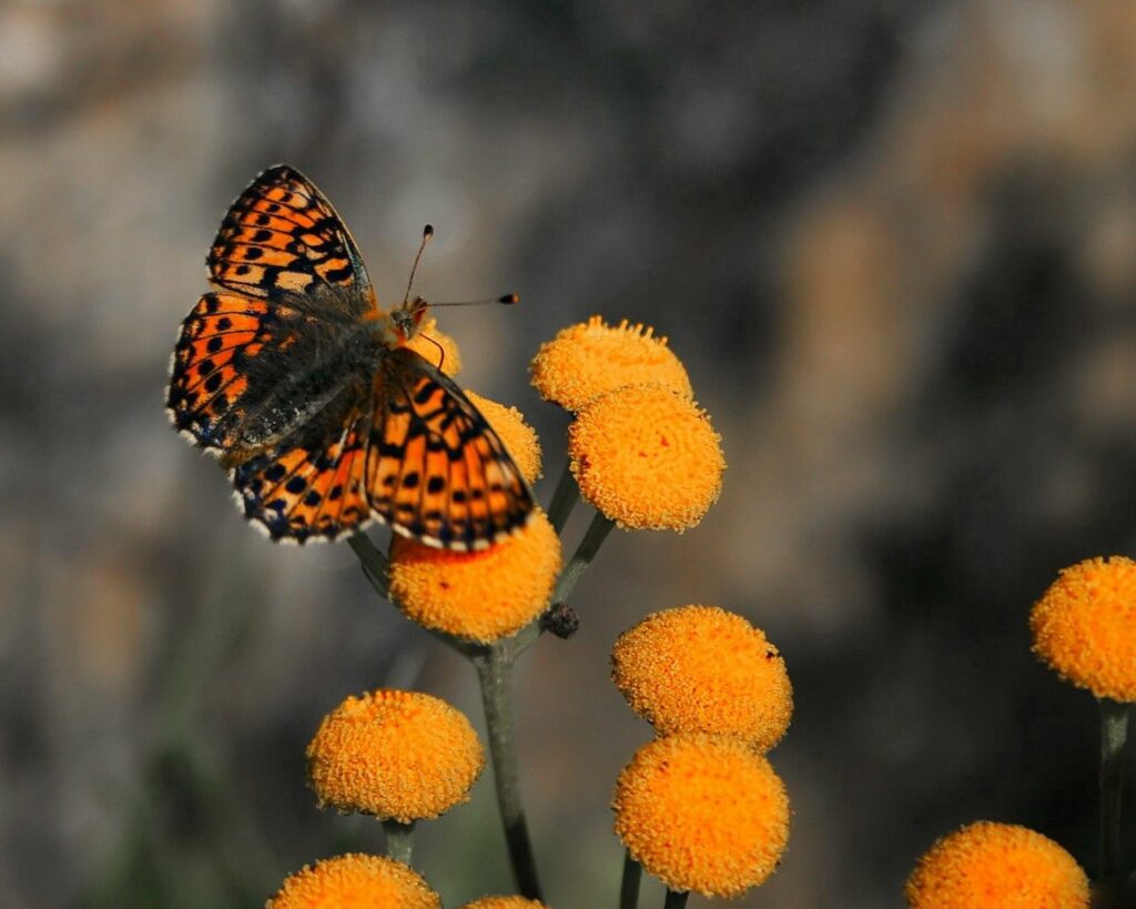 Vibrant Butterfly on Yellow Flowers - Nature's Delicate Beauty Wallpaper