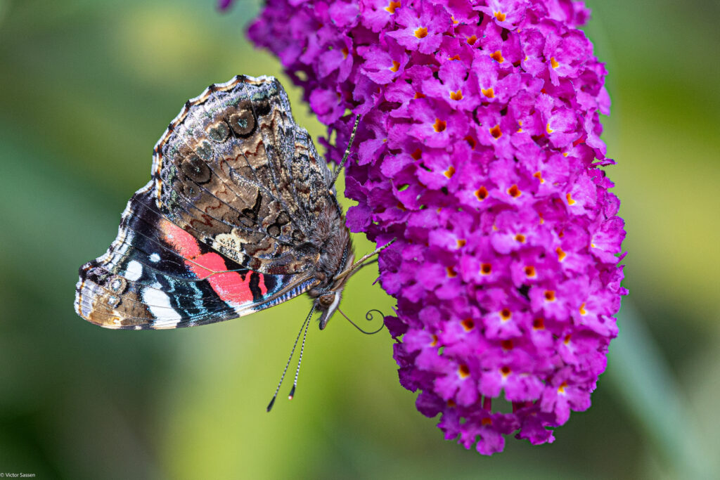 Stunning Macro: Butterfly on Buddleja Davidii Flowers Wallpaper