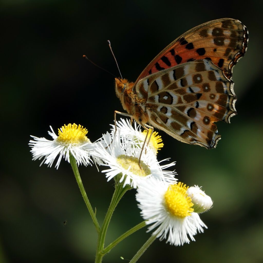 Vibrant Butterfly on Chamomile Flowers - Serene Macro Wallpaper