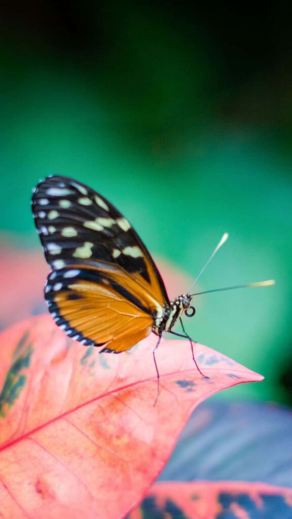 Vibrant Butterfly on Colorful Leaf - Nature's Tranquil Wallpaper