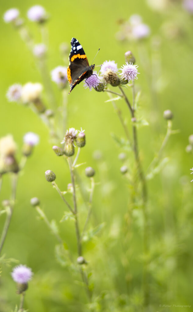 Vibrant Butterfly on Blooming Flower: Nature's Macro Beauty Wallpaper