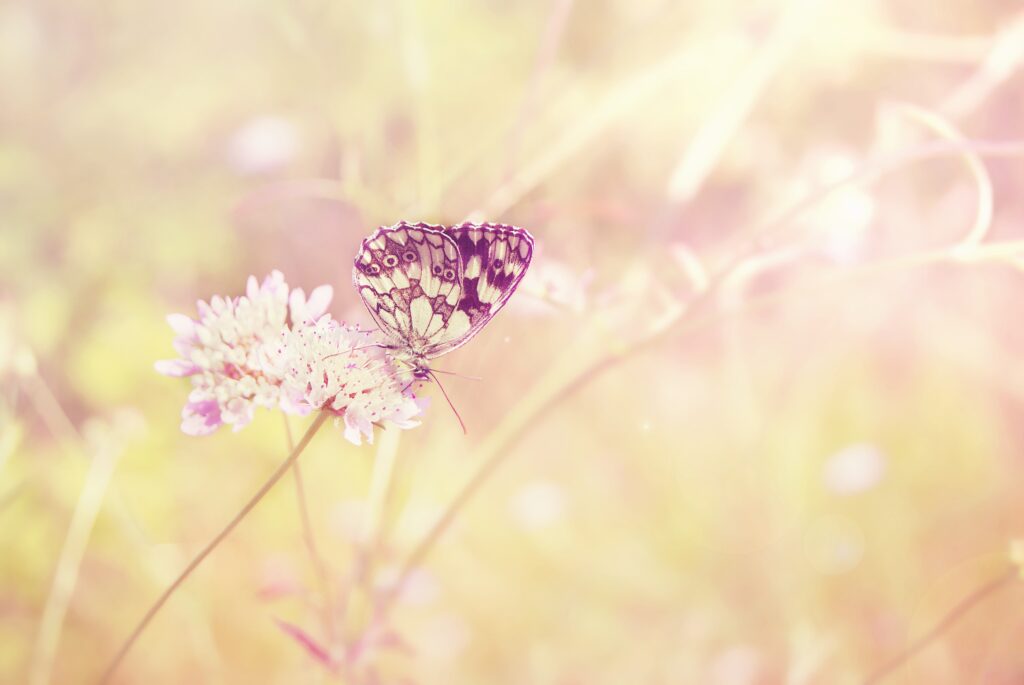 Vibrant Butterfly on Flower in Sunlit Summer Field Wallpaper