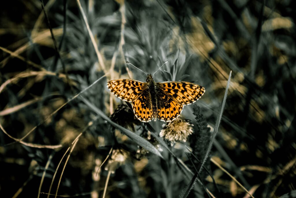 Vibrant Butterfly on Grass: Macro Nature Wallpaper Background