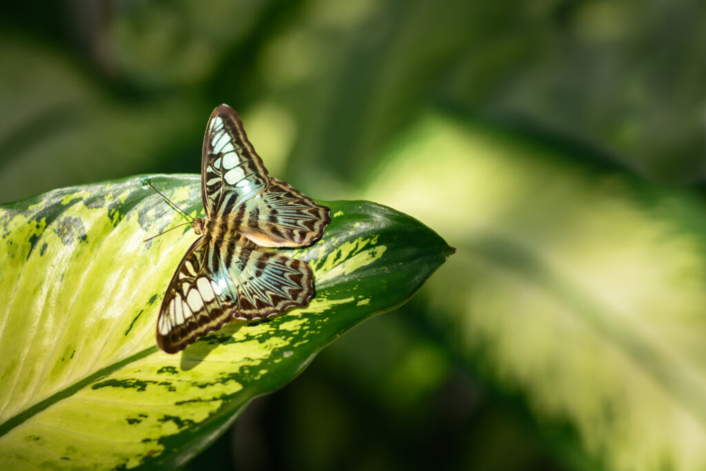 Vibrant Butterfly on Green Leaf - Intricate Wallpaper Background