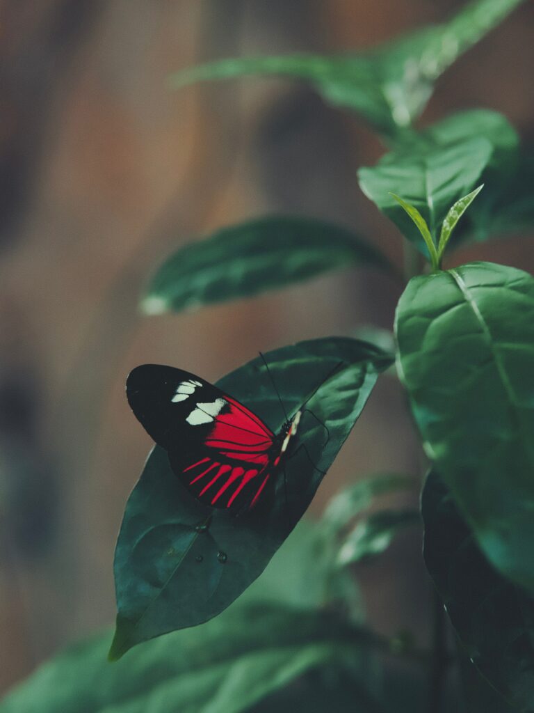 Vibrant Butterfly on Leaf: Striking Red and Black Macro Photography Wallpaper
