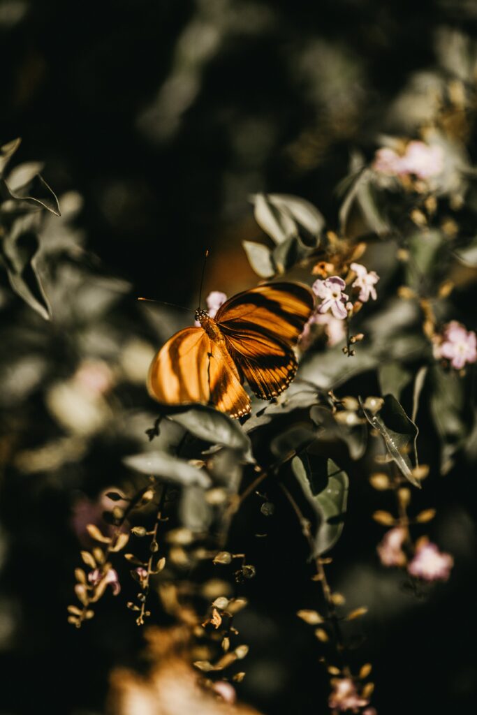 Vibrant Butterfly on Lilac Branch - Nature Wallpaper Background