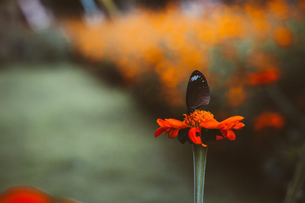 Close-Up of Butterfly on Vibrant Orange Flower - Beautiful Background Wallpaper