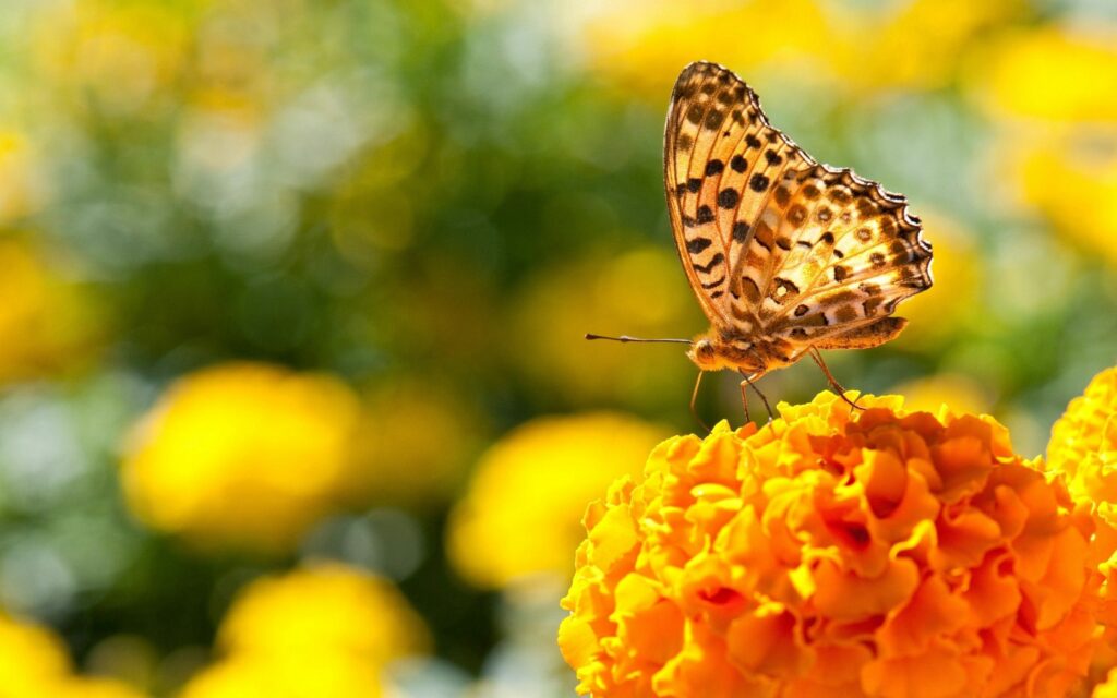 Vibrant Butterfly on Orange Flower - Colorful Garden Wallpaper