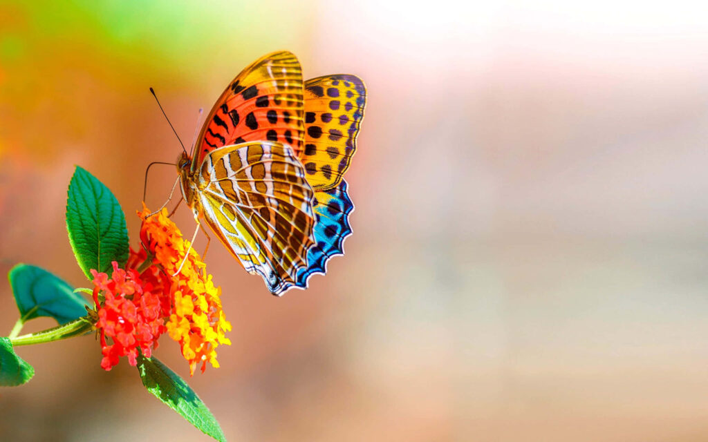 Vibrant Butterfly on Orange Flower - Intricate Wing Wallpaper