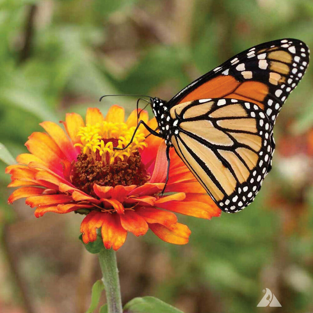 Vibrant Butterfly on Orange Flower: Nature's Colorful Wallpaper
