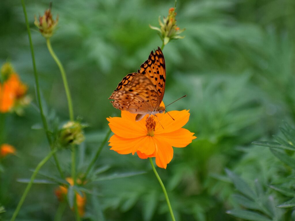Vibrant Butterfly on Orange Flower: Nature's Beauty Wallpaper