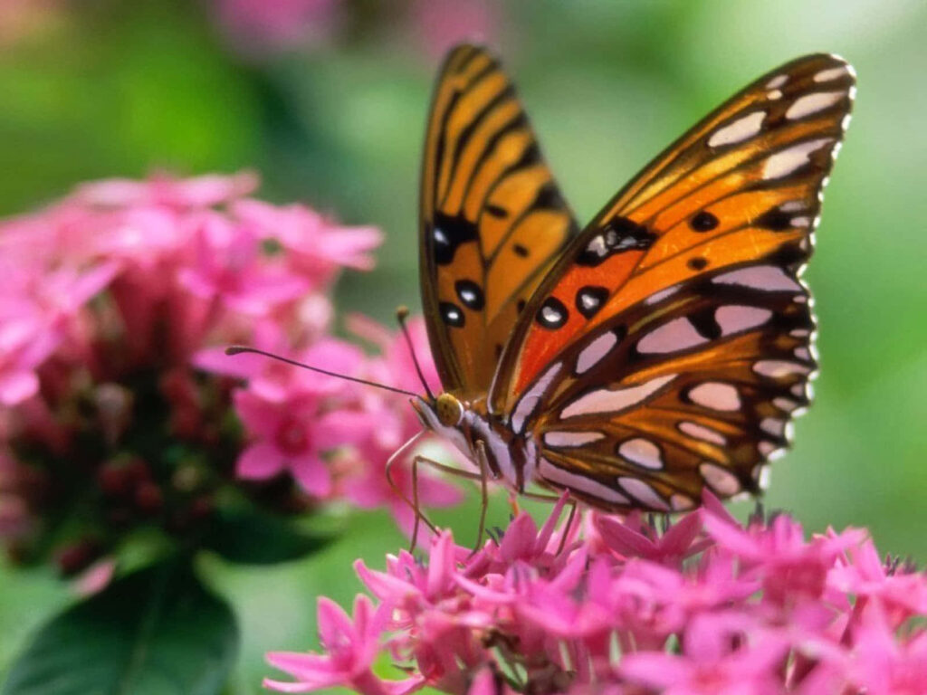Vibrant Butterfly on Pink Flowers: Lush Green Wallpaper Background