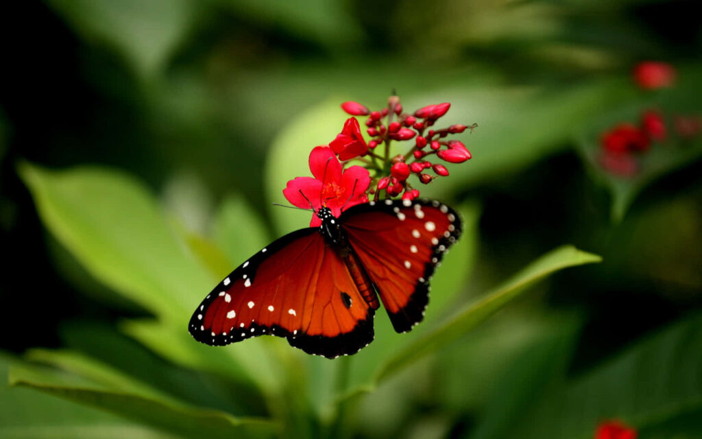 Vibrant Butterfly on Red Flower: Striking Nature Scene Wallpaper
