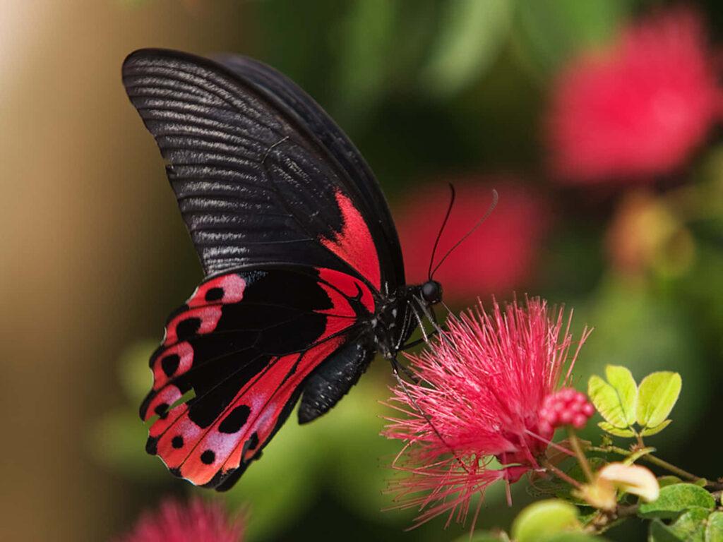 Vibrant Red Butterfly on Flower - Lush Green Wallpaper Background