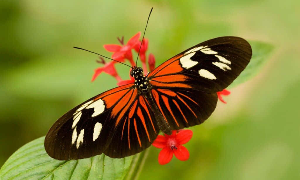 Vibrant Orange Butterfly on Red Flower | Nature Wallpaper Background