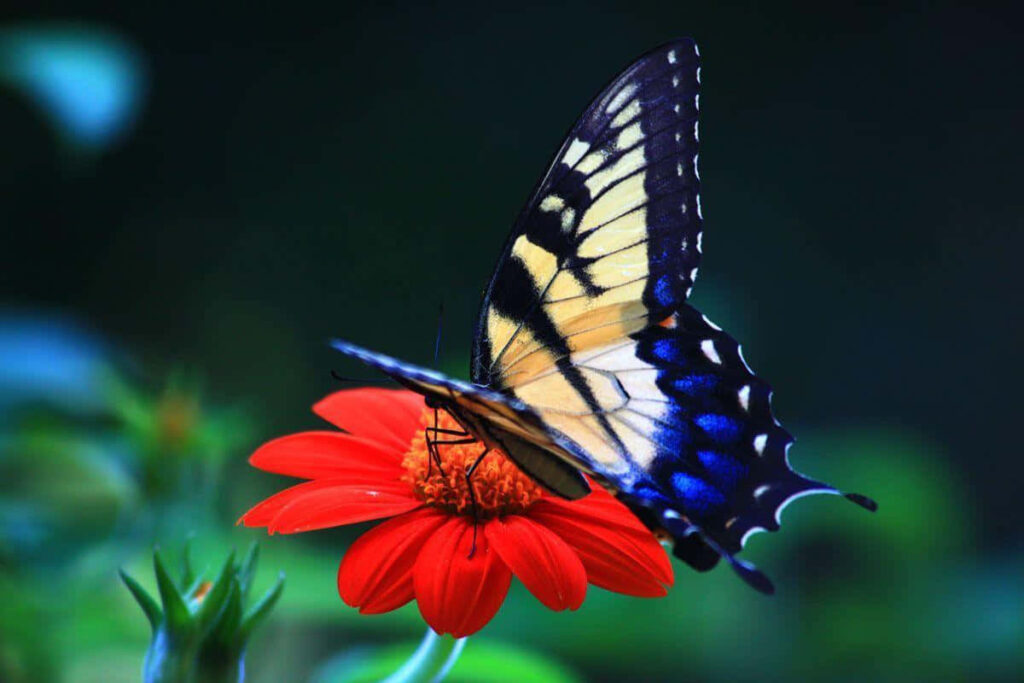 Vibrant Butterfly on Red Flower – Stunning Wallpaper Background