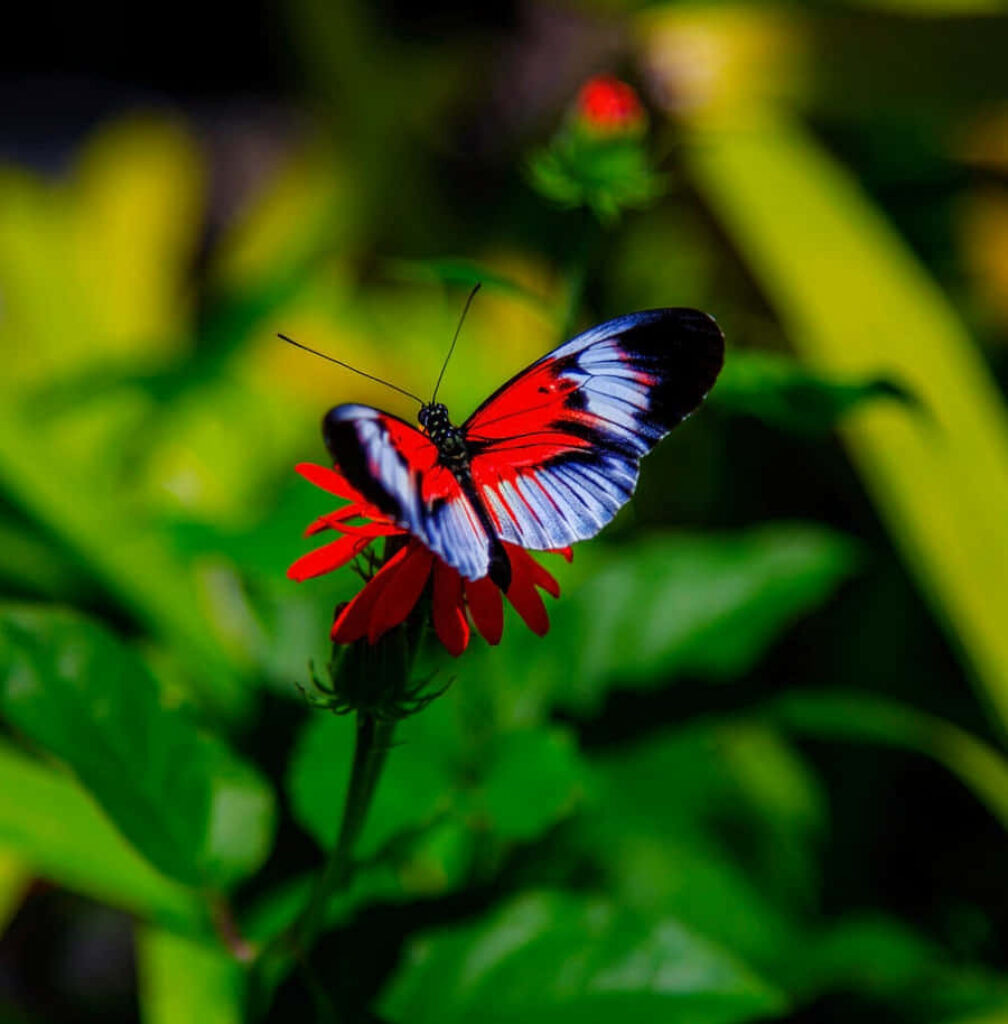 Stunning Butterfly on Red Flower - Vibrant Wallpaper Background