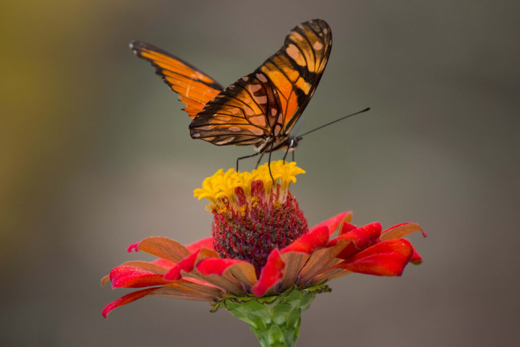 Vibrant Butterfly on Red & Yellow Flower - Serene Nature Wallpaper
