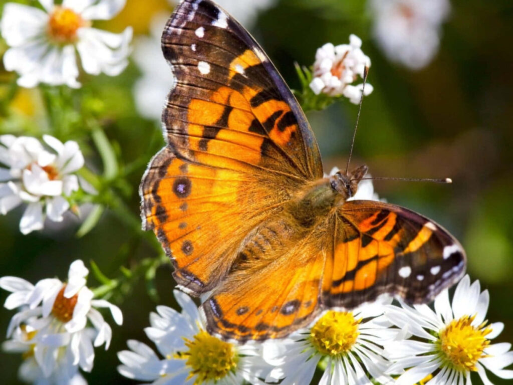 Vibrant Butterfly on White Flower: Stunning Wallpaper Background