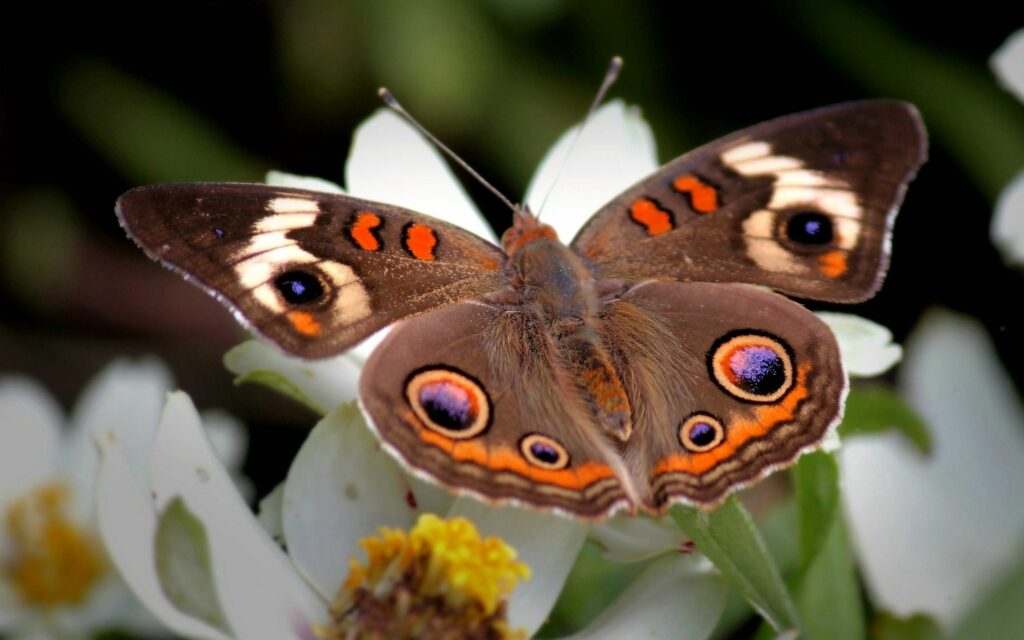 Vibrant Butterfly on White Flower - Peaceful Nature Wallpaper