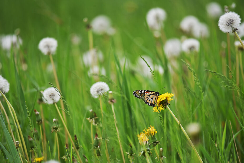 Vibrant Butterfly on Yellow Dandelion - Nature Wallpaper Background