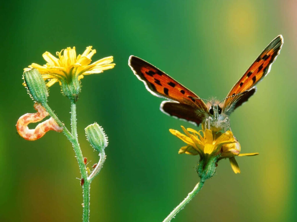 Vibrant Butterfly on Yellow Flower: Lush Green Wallpaper Background