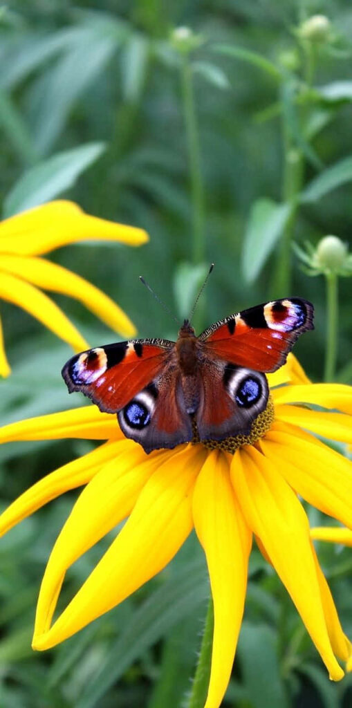 Vibrant Butterfly on Yellow Flower: Striking Wallpaper Background