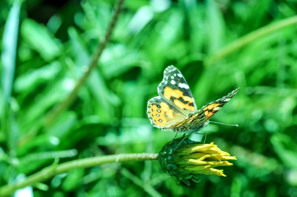 Vibrant Butterfly on Yellow Flower - Close-Up Wallpaper Background