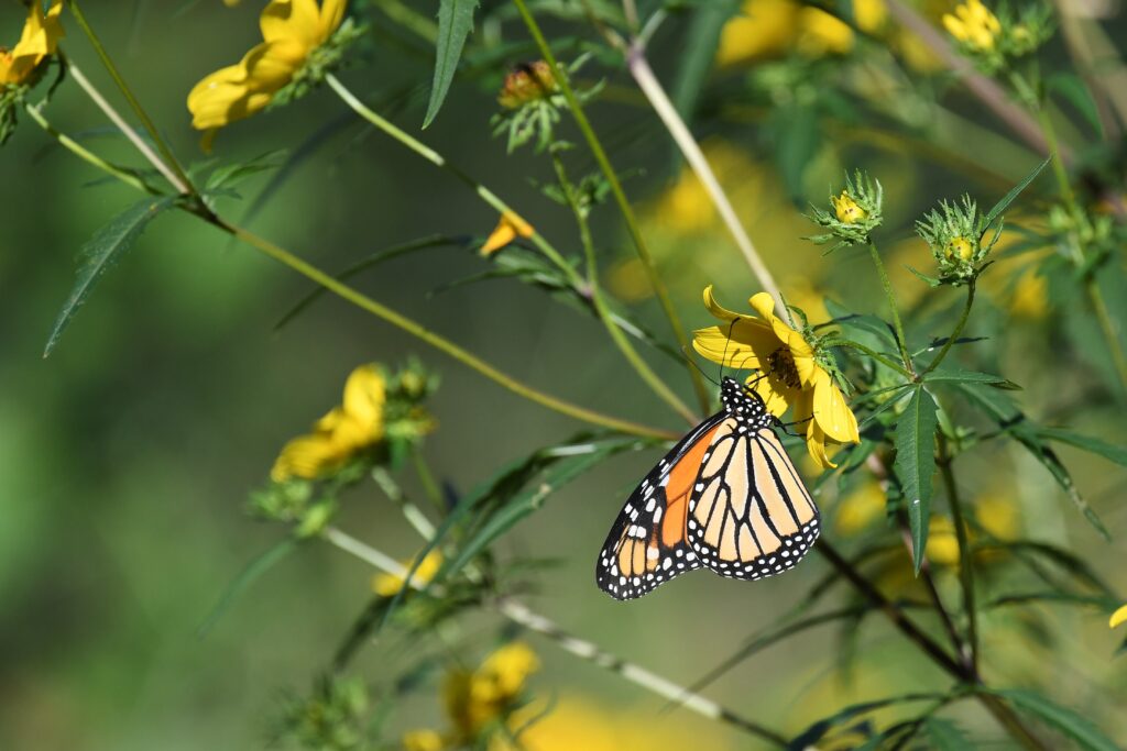 Stunning Butterfly on Yellow Flower - Nature Macro Wallpaper