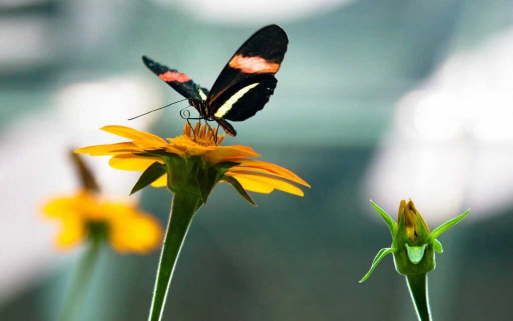 Vibrant Butterfly on Yellow Flower - Nature Wallpaper Background