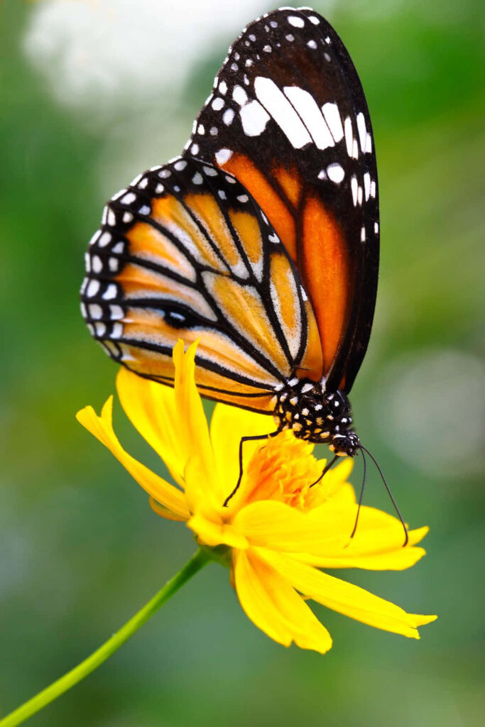 Vibrant Butterfly on Yellow Flower - Soft Blurred Wallpaper Background